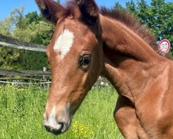 dressage horse DiVancy (Hanoverian, 2023, from Vitalis)