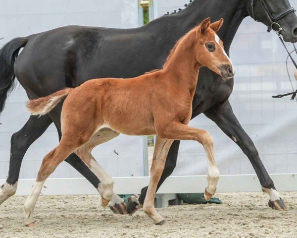 foal by Vincenzo (Westphalian, 2024, from DSP VA Bene)