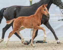 foal by Vincenzo (Westphalian, 2024, from DSP VA Bene)