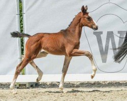 foal by Daisy (Westphalian, 2024, from Diamantenglanz)