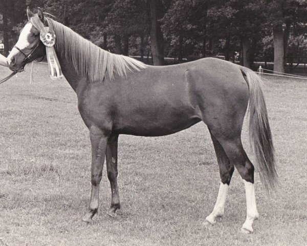 Pferd Twickel's Sirocco (Nederlands Welsh Ridepony, 1977, von Peacock B)