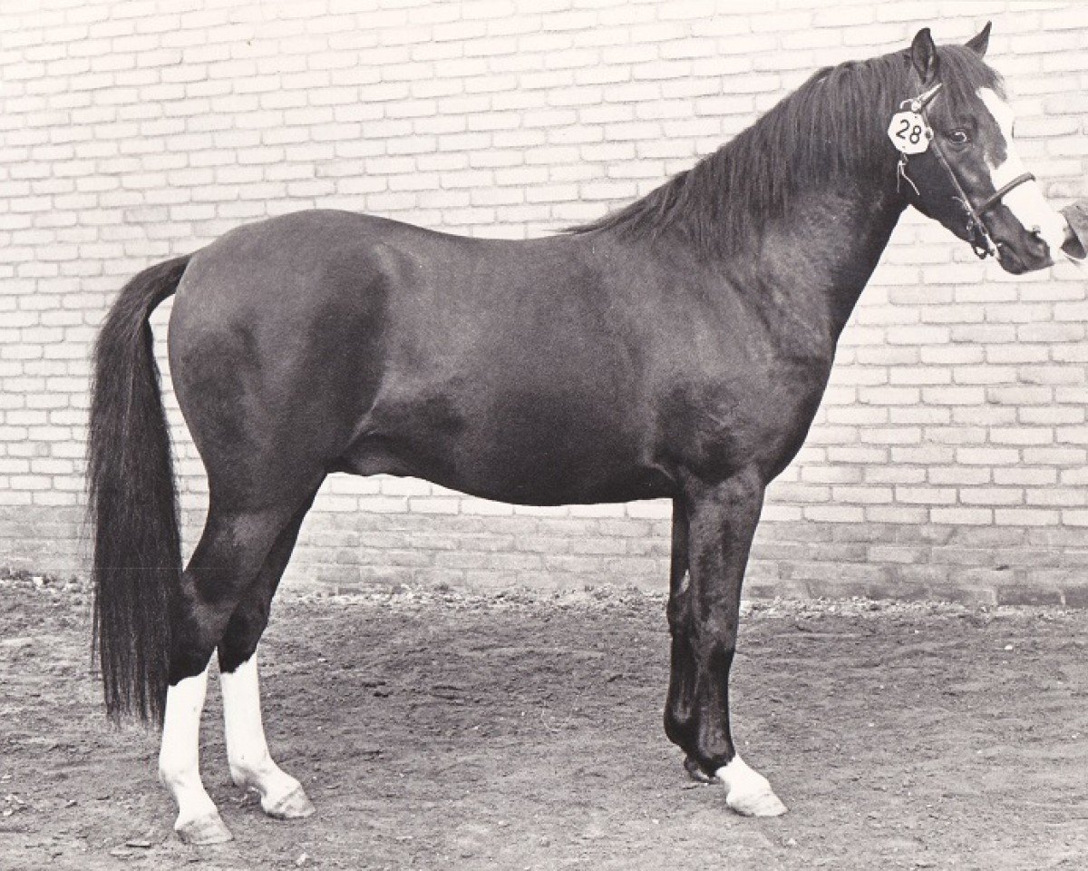 stallion Twickel's Piraat (Welsh-Pony (Section B), 1978, from Whatton Copper Beech)
