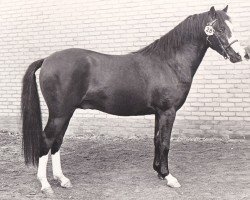 stallion Twickel's Piraat (Welsh-Pony (Section B), 1978, from Whatton Copper Beech)