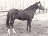 stallion Twickel's Onnix (Nederlands Welsh Ridepony, 1979, from Conquistador)