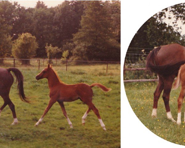 stallion Twickel's Hercules (Nederlands Welsh Ridepony, 1981, from Downland Folklore)