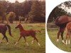 stallion Twickel's Hercules (Nederlands Welsh Ridepony, 1981, from Downland Folklore)