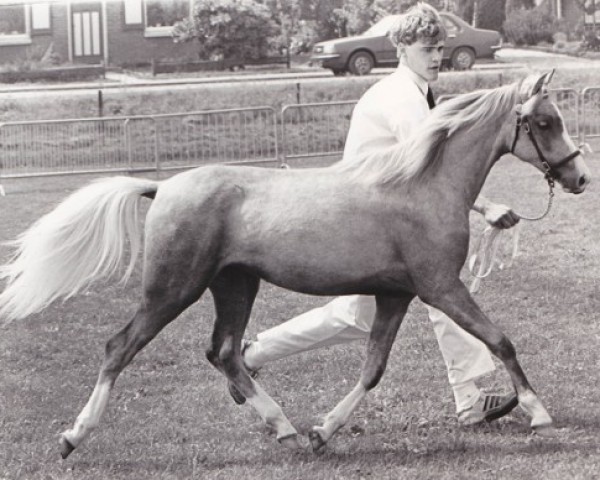 Pferd Twickel's Aileen (Welsh Mountain Pony (Sek.A),  , von Twickel's Julius)