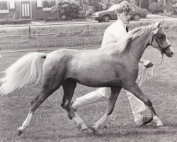 horse Twickel's Aileen (Welsh mountain pony (SEK.A),  , from Twickel's Julius)