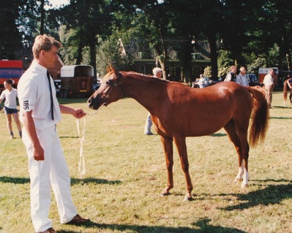 broodmare Twickel's Lucky Girl (Nederlands Welsh Ridepony, 1986, from Valentino)