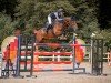 jumper Cambada 3 (German Sport Horse, 2013, from Carenzo)