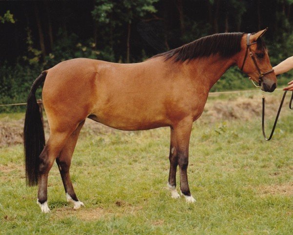 Pferd Orchard Starapple (Nederlands Welsh Ridepony, 1988, von Vita Nova's Hanassie)