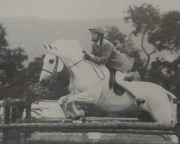 horse Grayswood Village Peregrine (Connemara Pony, 1977, from Atlantic Swirl)