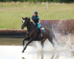 Springpferd Dark Fairy (Deutsches Sportpferd, 2019, von Da Silva)