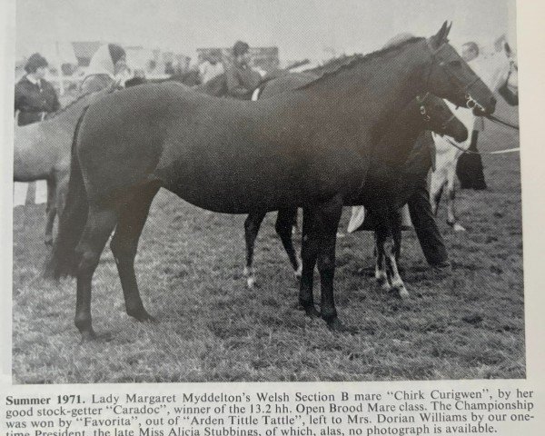 broodmare Chirk Curigwen (Welsh-Pony (Section B), 1965, from Chirk Caradoc)