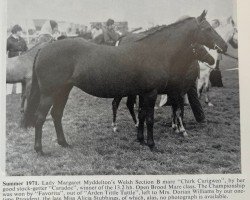 Zuchtstute Chirk Curigwen (Welsh Pony (Sek.B), 1965, von Chirk Caradoc)