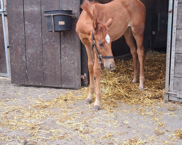 foal by Damira JB (Westphalian, 2024, from Dolce Gusto 5)