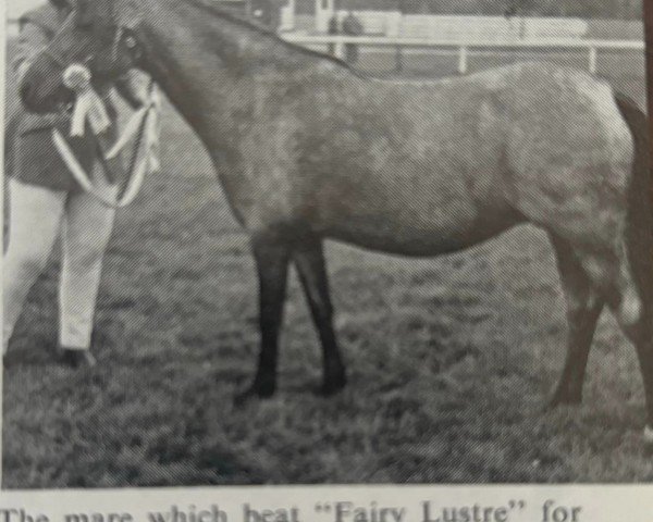 Pferd Nabmarsh Crescent (Welsh Mountain Pony (Sek.A), 1965, von Marsh Crusader)