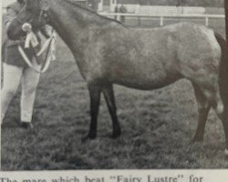 horse Nabmarsh Crescent (Welsh mountain pony (SEK.A), 1965, from Marsh Crusader)