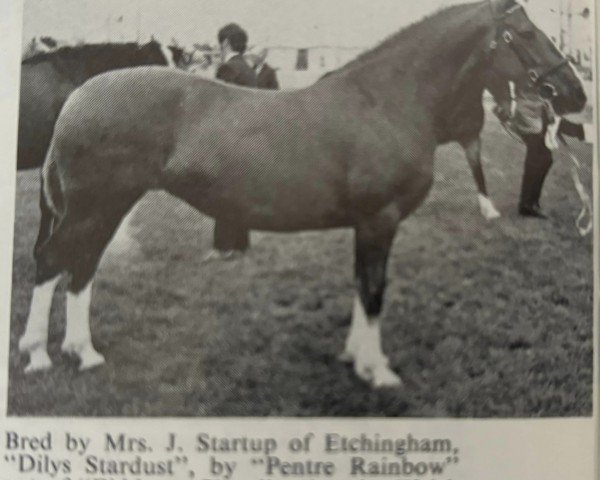 Zuchtstute Dilys Stardust (Welsh-Cob (Sek. D), 1962, von Pentre Rainbow)