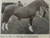 broodmare Dilys Stardust (Welsh-Cob (Sek. D), 1962, from Pentre Rainbow)