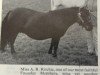 broodmare Meridian of Netherley (Shetland Pony,  , from Lakeland Tornado)