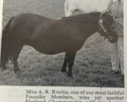 broodmare Meridian of Netherley (Shetland Pony,  , from Lakeland Tornado)