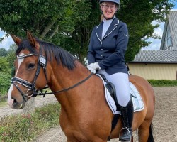 broodmare Itzy Blitzy CHB (Holsteiner, 2016, from Dinken)