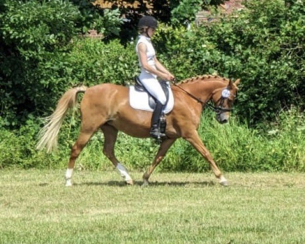 horse Holsteins Sandra (German Riding Pony, 2010, from Barrichello)