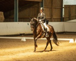 dressage horse Le Metteur (Deutsches Sportpferd, 2015, from Lemberger)