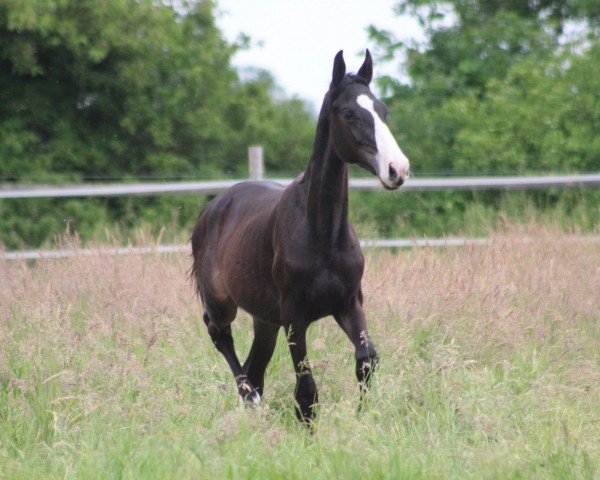 dressage horse St. Samico D (Oldenburg, 2023, from St. Athletique)