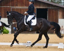 dressage horse Brendora (Oldenburg, 2013, from Bretton Woods)