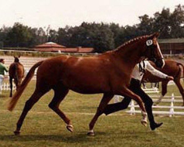 Zuchtstute Kleeblatt (Trakehner, 1980, von Falke)