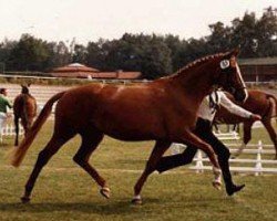 broodmare Kleeblatt (Trakehner, 1980, from Falke)