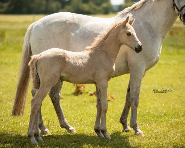 foal by Petit Rock for Glory (German Riding Pony, 2024, from Petit Rock the Moment)