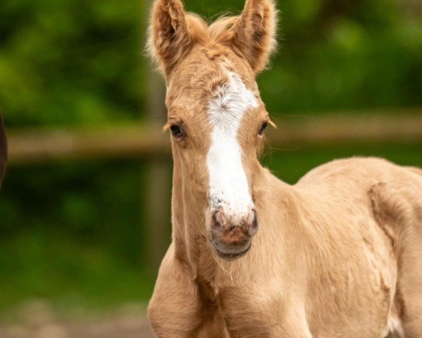 Fohlen von Petit Moment Joyeux (Deutsches Reitpony, 2024, von Mescal 15)