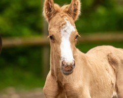 Fohlen von Petit Moment Joyeux (Deutsches Reitpony, 2024, von Mescal 15)