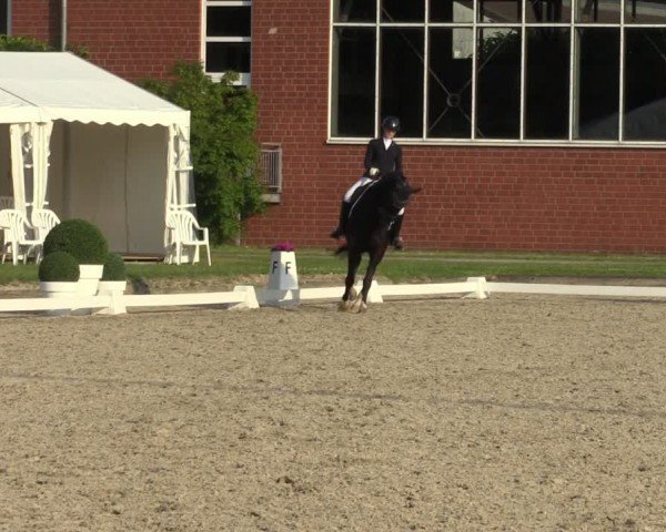 Reitturnier Langenfeld 2024
