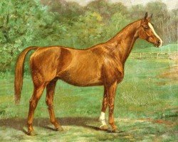 broodmare Rawka (Trakehner, 1914, from Skalde)