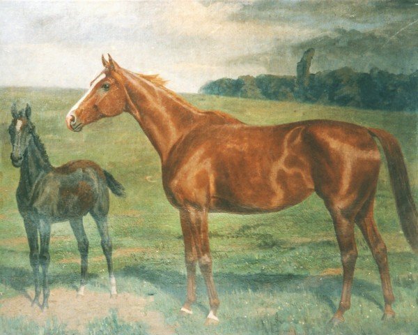 Zuchtstute Rakete (Trakehner, 1903, von Wind)