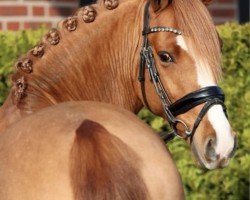 dressage horse Gentleman (German Riding Pony, 2020, from Glück Auf A)