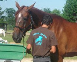 horse My Lord (Selle Français, 2000, from Si Tu Viens)