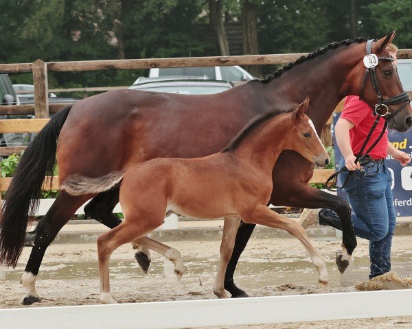 Fohlen von Dating Smiley's Herakles (Deutsches Reitpony, 2024, von Dating's Smiley A)