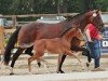 foal by Dating Smiley's Herakles (German Riding Pony, 2024, from Dating's Smiley A)