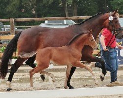 foal by Dating Smiley's Herakles (German Riding Pony, 2024, from Dating's Smiley A)