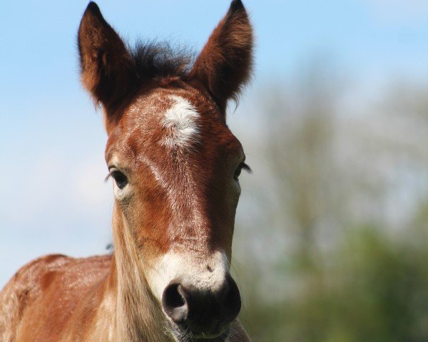 foal by Uvita (Rhenish-German Cold-Blood, 2024, from Ursus von Haara)