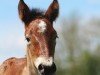 foal by Uvita (Rhenish-German Cold-Blood, 2024, from Ursus von Haara)