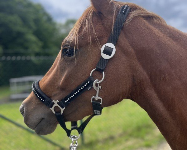dressage horse Diamonds Pearl (German Riding Pony, 2021, from Diamond Touch NRW)