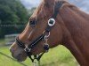 dressage horse Diamonds Pearl (German Riding Pony, 2021, from Diamond Touch NRW)