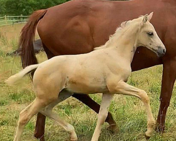 Fohlen von La Pina Colada (Deutsches Reitpferd, 2024, von Ghost of Winnetou RW)