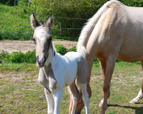 foal by Roku Gin on Ice (German Warmblood, 2024, from Roter Milan RW)